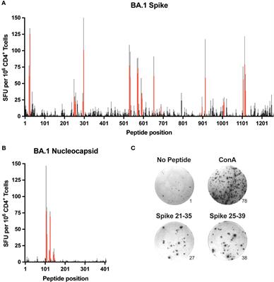 Identification of mouse CD4+ T cell epitopes in SARS-CoV-2 BA.1 spike and nucleocapsid for use in peptide:MHCII tetramers